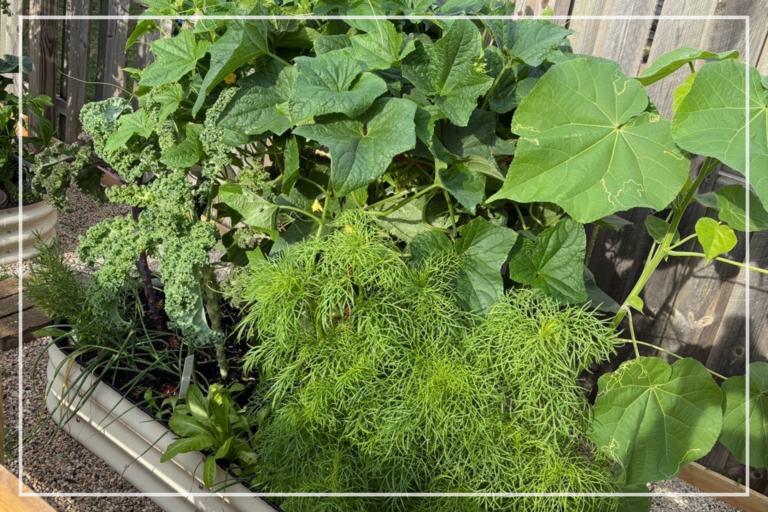 Digging into Spring with a Veggie Garden Reset